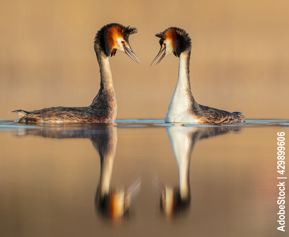 Der Haubentaucher (Podiceps cristatus) Der Haubentaucher (Podiceps cristatus)